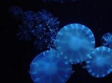 c0057781_90959.jpg