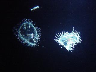 c0057781_9475723.jpg