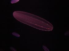 c0057781_975492.jpg