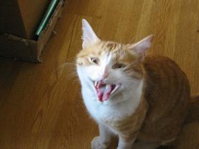 ねこのきもち。_b0019333_1810426.jpg