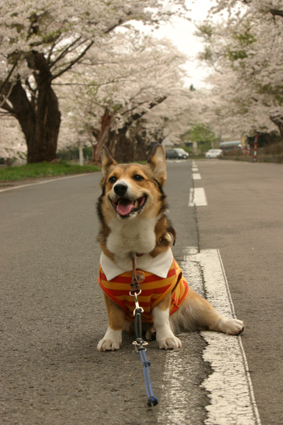 愛犬が　足崩す様　夏隣　　_b0031538_18352425.jpg