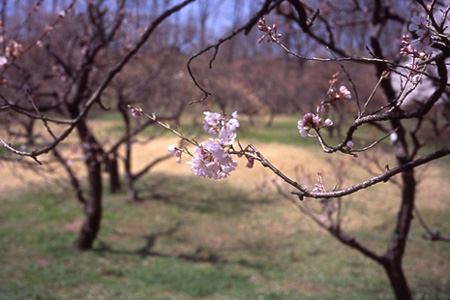 桜　その4_b0045044_20455966.jpg