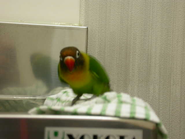 午後から晴れました。_c0049870_16562499.jpg