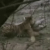 a0028694_15133419.gif