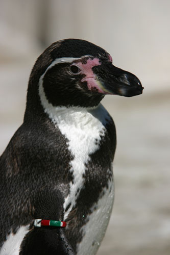 東山動物園で見られるペンギンたち 水族館ふりーく 東山動物園で見られるペンギンたち 水族館ふりーく