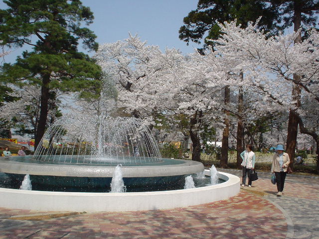 高田公園の桜・・_d0039111_1341426.jpg