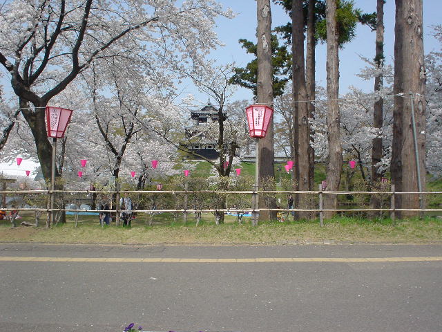 高田公園の桜・・_d0039111_1346686.jpg