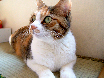 疾風のように現れて 疾風のように去ってゆく ひびねこ