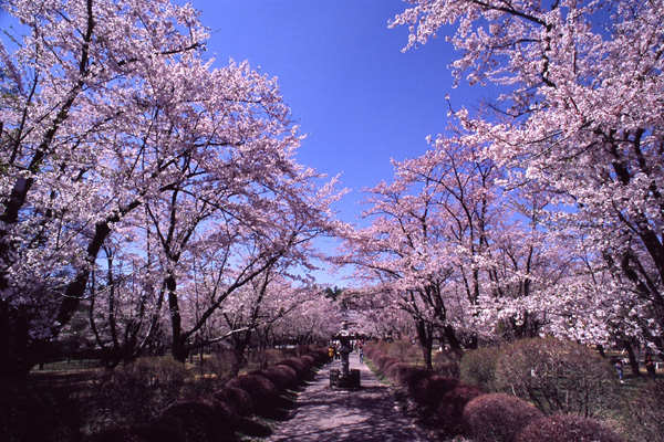 春の信州へ　2005 (2) －桜編－_b0043304_22124572.jpg