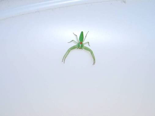 居間の天井から綺麗な黄緑色の蜘蛛が下がってきました 昆虫ブログ むし探検広場