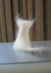2匹目の猫???_c0006826_54866.jpg