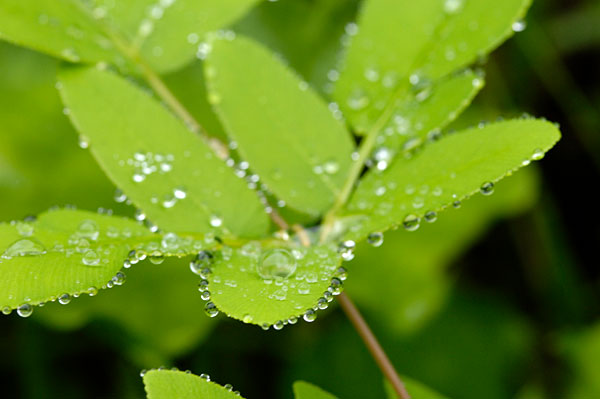 雨上がりの野で １_b0023047_4305915.jpg