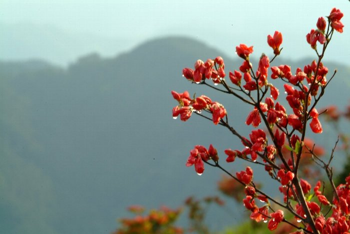 野生の躑躅（葛城山）_c0022089_813567.jpg