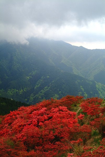 野生の躑躅（葛城山）_c0022089_8143639.jpg