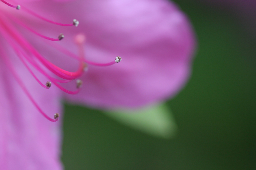 Lullaby Of The Leaves ♪ by Tal Farlow_c0057800_8424998.jpg