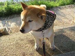やっぱり年なのか。。。_c0049950_20523579.jpg