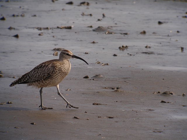 チュウシャクシギ　　Whimbrel/ Numenius  phaeopus_b0069564_20115326.jpg