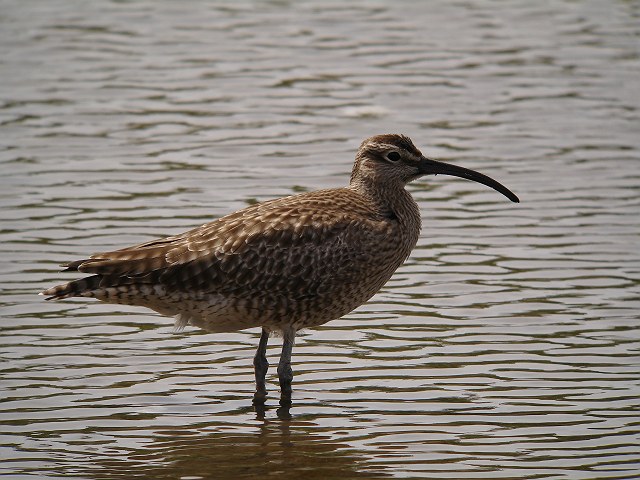 チュウシャクシギ　　Whimbrel/ Numenius  phaeopus_b0069564_20154493.jpg