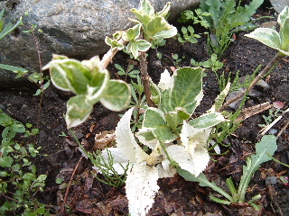 b0067569_9492274.jpg