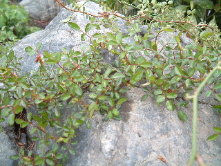 b0067569_9545179.jpg