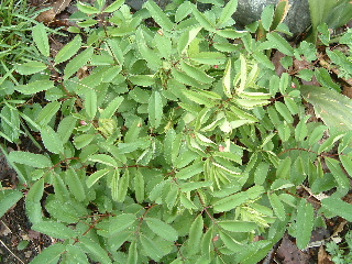 b0067569_9562812.jpg