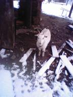 c0057781_0511824.jpg