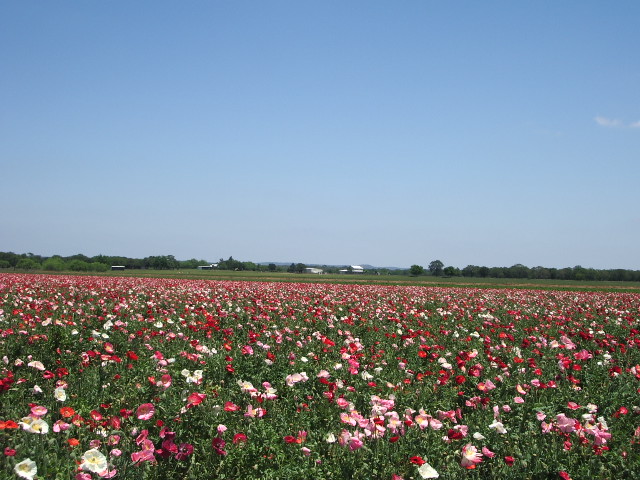 c0008486_12778.jpg