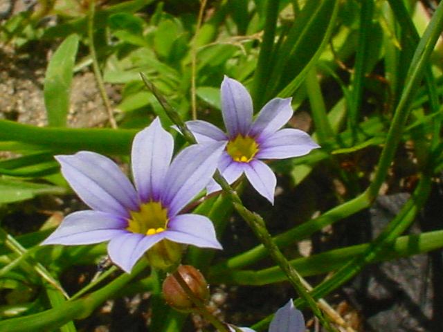 旬の花たち　(ユキノシタ、ニワセキショウ　ベコニア）_c0044297_22482661.jpg