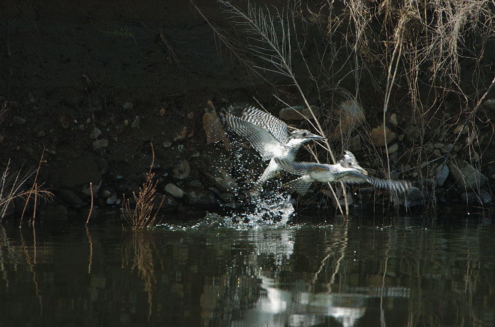 b0004398_17241220.jpg