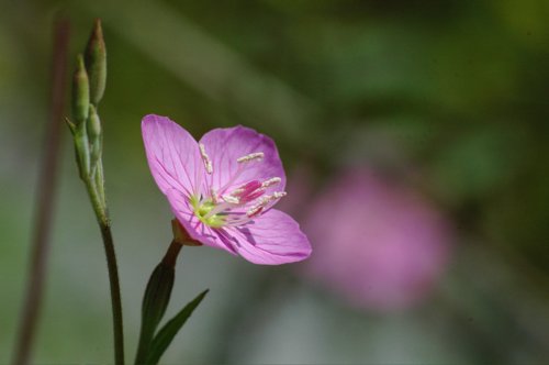 ピンクの野草花_a0029530_0275032.jpg