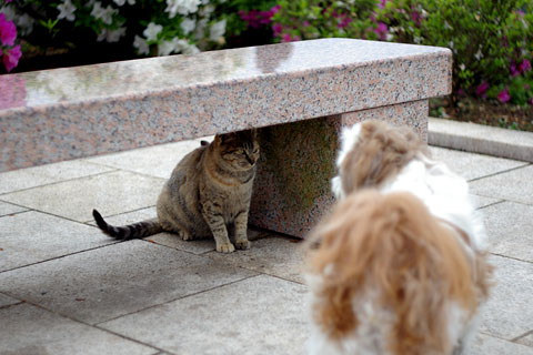 飼い犬と野良猫_b0043651_016313.jpg