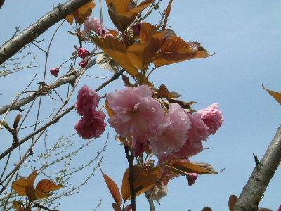b0067569_11575249.jpg