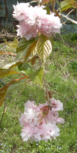 b0067569_11585934.jpg