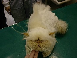 自己流カットにご用心_b0059154_21183277.jpg