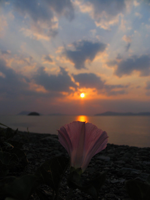 夕暮れの花_a0024167_19313124.jpg