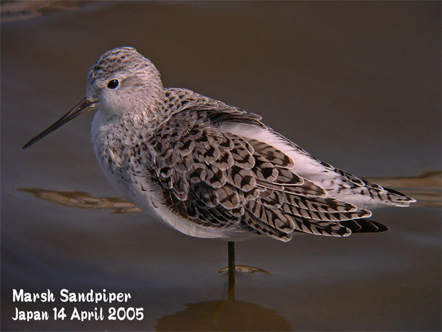 コアオアシシギ　　　Marsh Sandpiper_c0071489_21321566.jpg