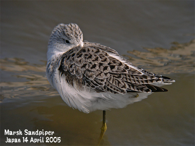 コアオアシシギ　　　Marsh Sandpiper_c0071489_21332786.jpg