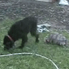 ★海外おもしろ動物動画・・・ハマグリの反撃・亀の奇襲 (゚゚;)_a0028694_16404461.gif
