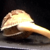 ★海外おもしろ動物動画・・・ハマグリの反撃・亀の奇襲 (゚゚;)_a0028694_16412666.gif