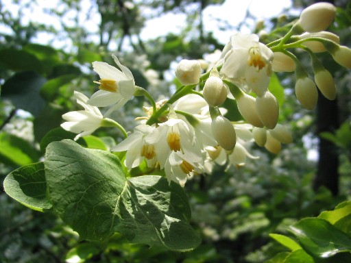 白い花咲く木 花のんの散歩みち