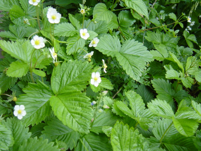 行者ニンニクの花(ベアラウフだけど)_c0050008_16203429.jpg