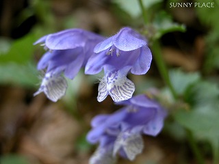 ラショウモンカズラ　- 高尾山周辺_c0027027_18182279.jpg