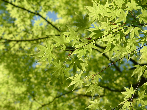 「山県有朋の別荘 無鄰庵」_a0000029_20181176.jpg