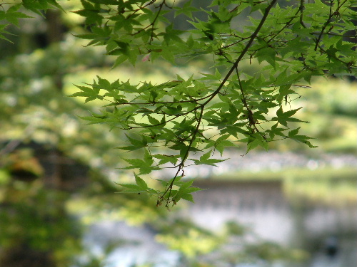 「山県有朋の別荘 無鄰庵」_a0000029_2018151.jpg