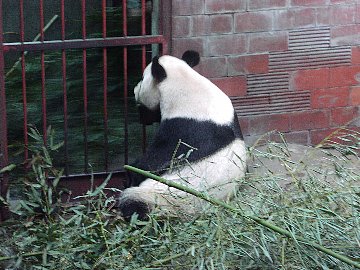 パンダ　その１　＠動物園　ＩＮ　北京：ＵＲＡ旅日記(2005年05月12日)_a0011792_2171868.jpg