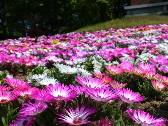 柳田植物公園の花と白鳥_a0017012_16532759.jpg
