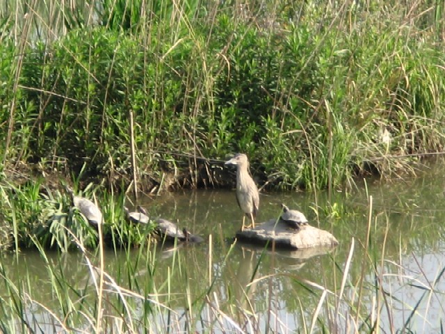 雨水調整池の水鳥_d0048812_2137051.jpg