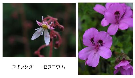 庭の花_b0063922_7424313.jpg