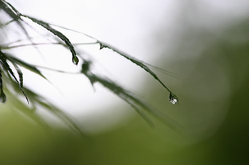 雨の日のもみじ_c0014751_10294798.jpg