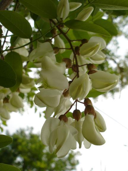 小川町の人と自然　その5　里山の花から見た世界_d0026078_1735558.jpg